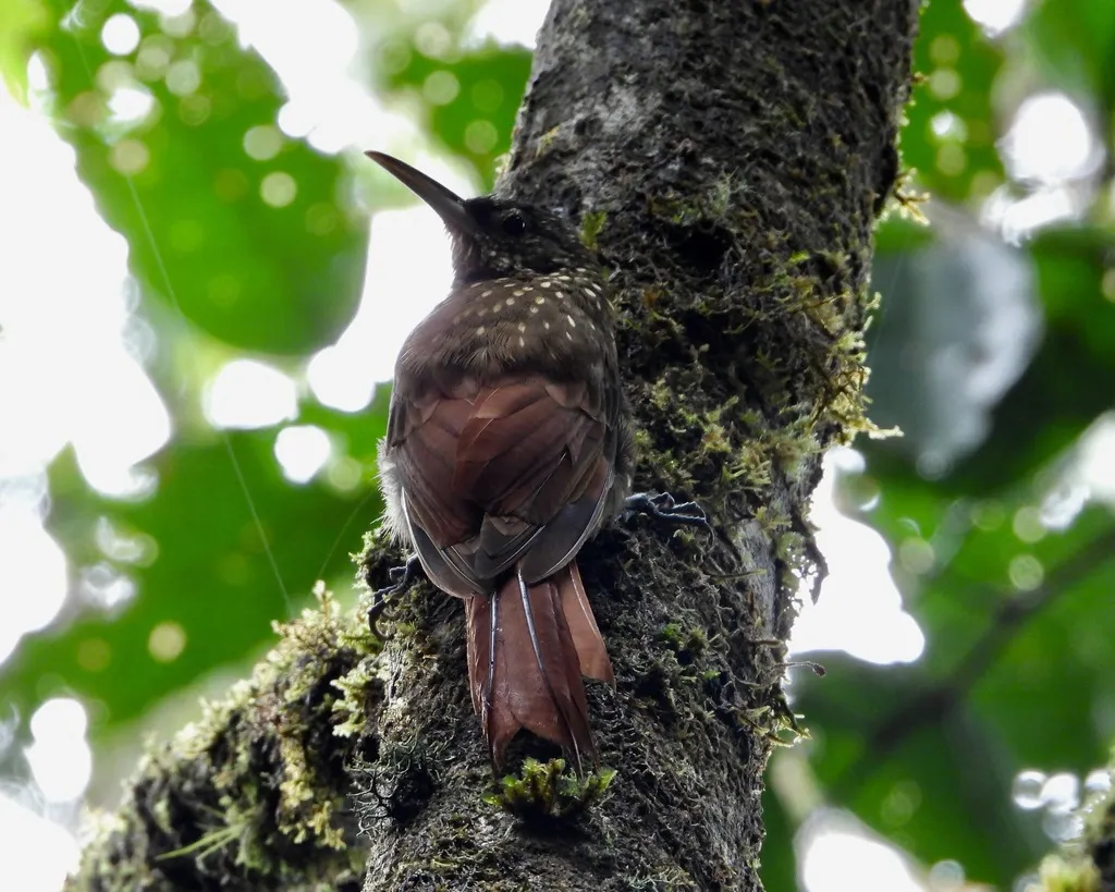点斑䴕雀(Xiphorhynchus erythropygius)