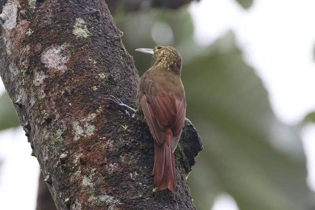 点斑䴕雀(Xiphorhynchus erythropygius)