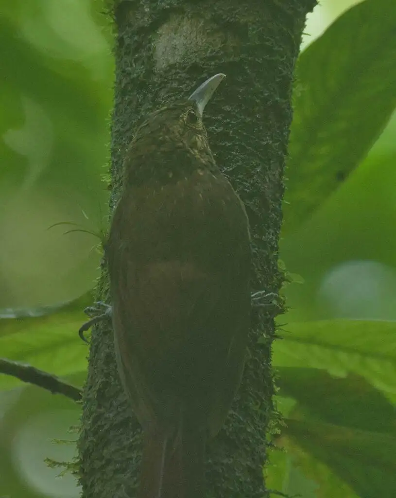 点斑䴕雀(Xiphorhynchus erythropygius)