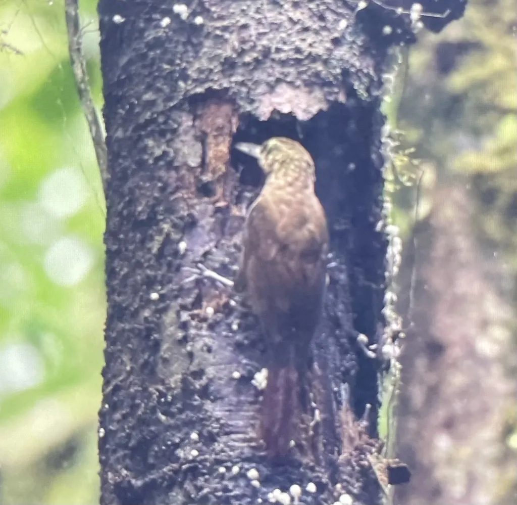 点斑䴕雀(Xiphorhynchus erythropygius)