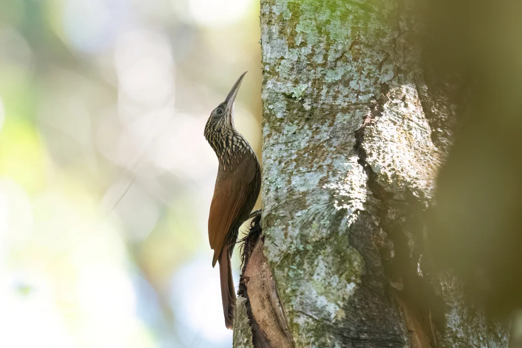 白嘴䴕雀(Xiphorhynchus flavigaster)