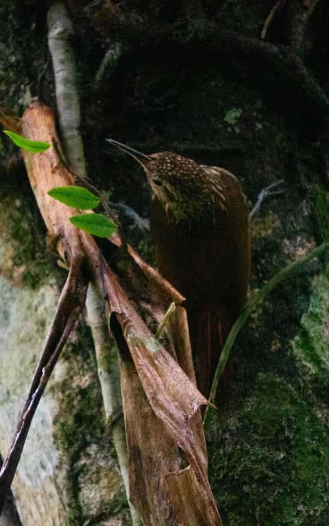 小䴕雀(Xiphorhynchus fuscus)