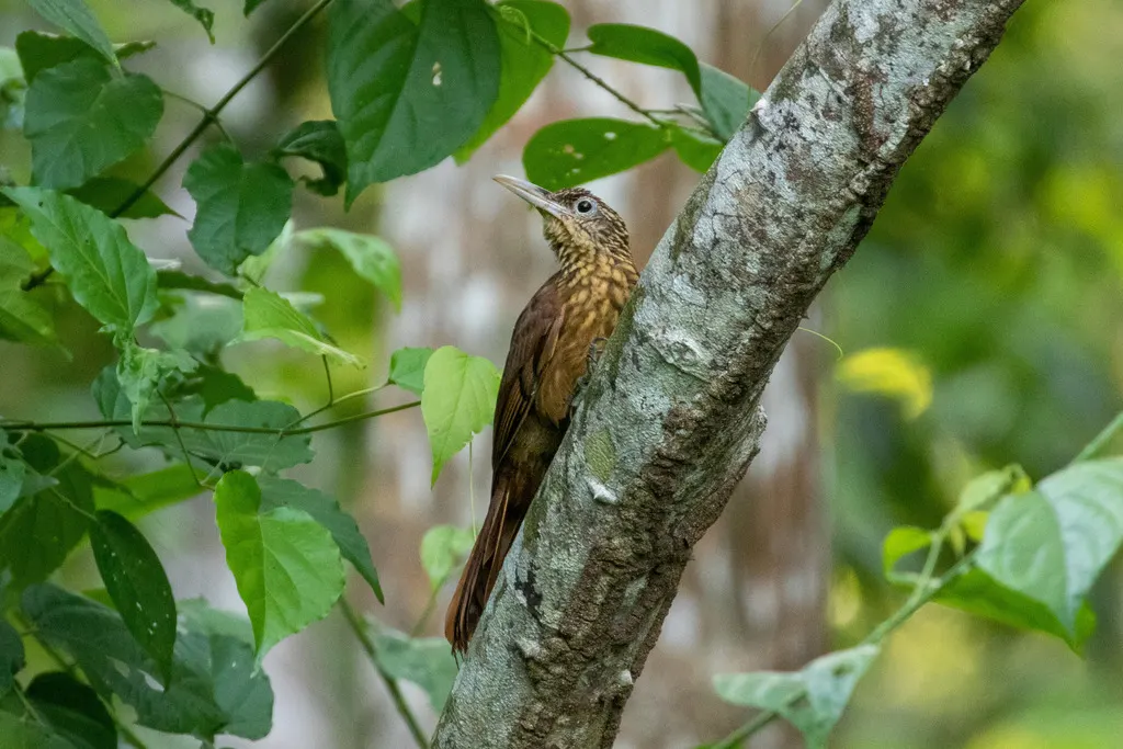 黄喉䴕雀(Xiphorhynchus guttatus)