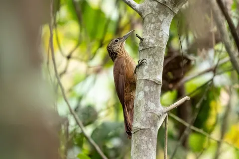 黄喉䴕雀