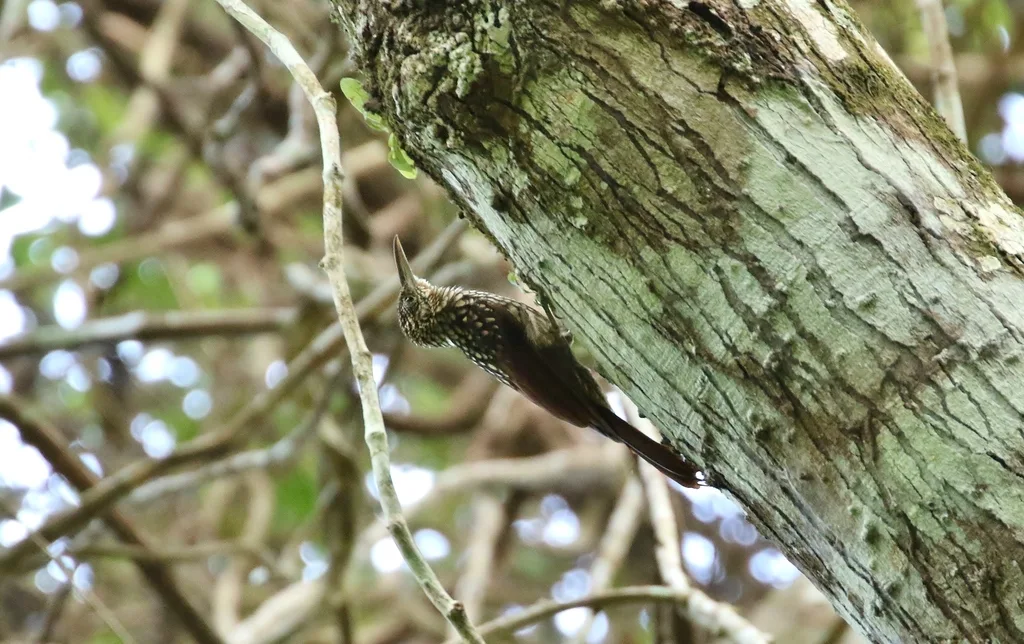 黑纹䴕雀(Xiphorhynchus lachrymosus)