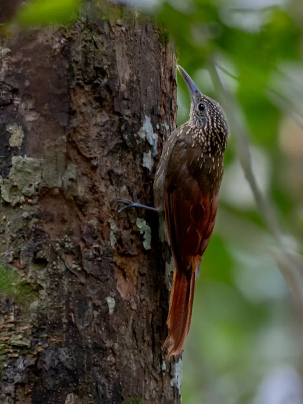 栗腰䴕雀(Xiphorhynchus pardalotus)