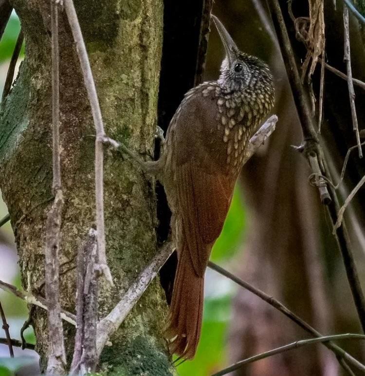斯氏䴕雀(Xiphorhynchus spixii)