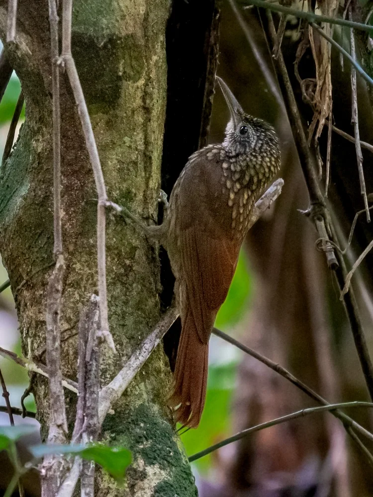 斯氏䴕雀(Xiphorhynchus spixii)