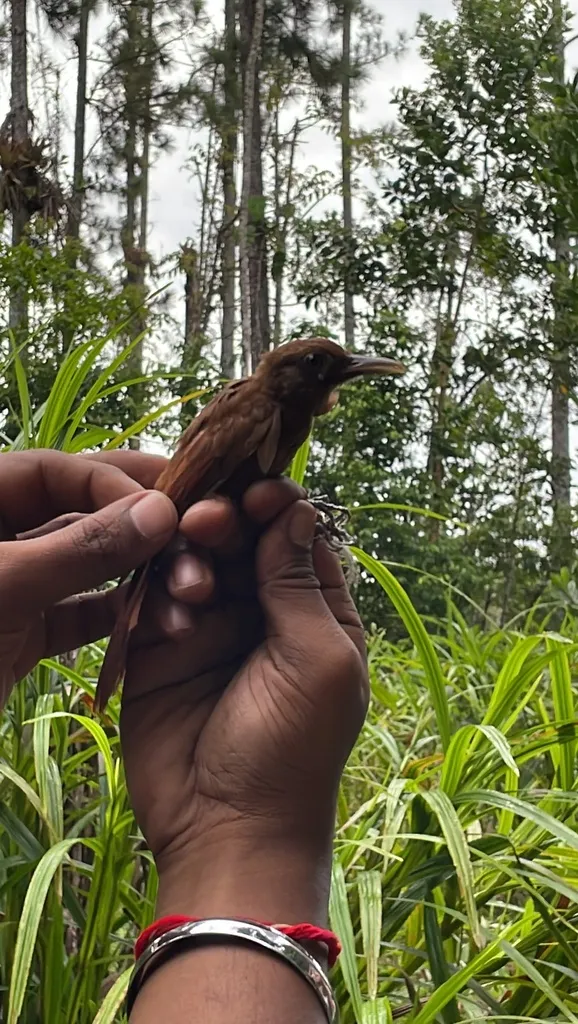 可岛䴕雀（Xiphorhynchus susurrans）