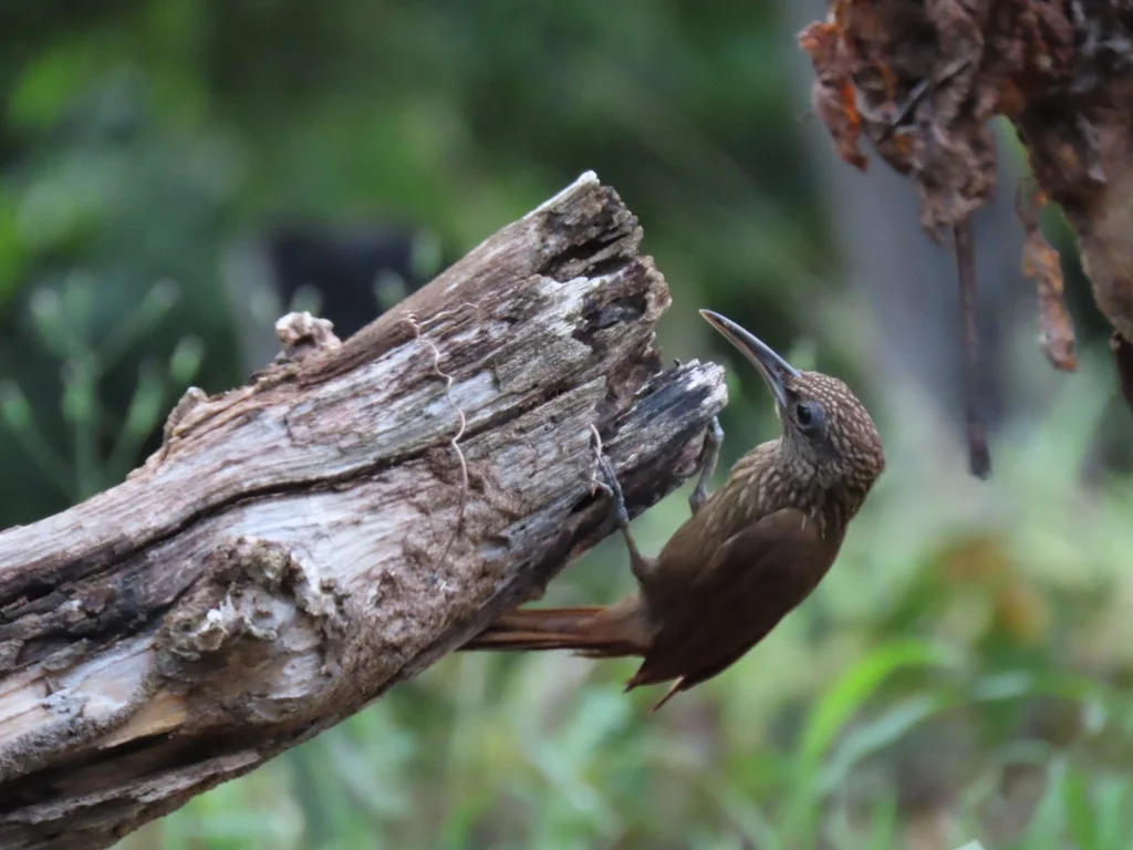 可岛䴕雀（Xiphorhynchus susurrans）