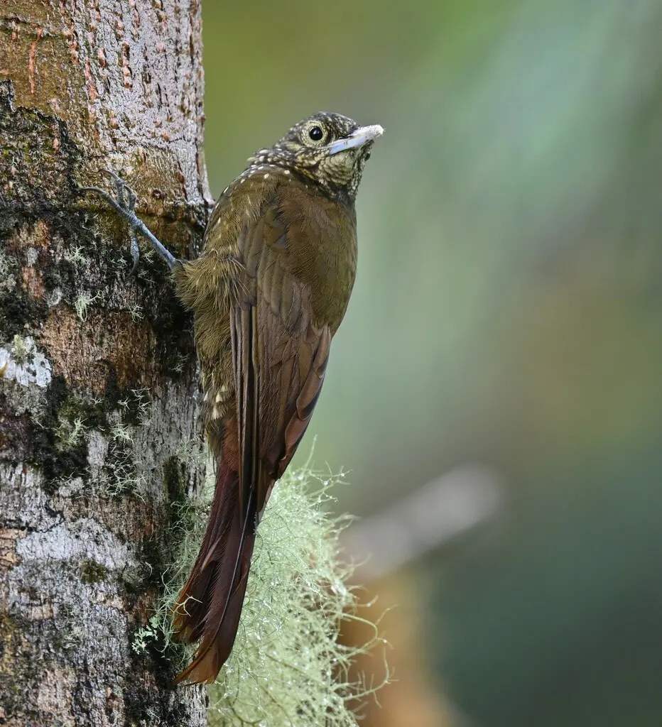 绿背䴕雀(Xiphorhynchus triangularis)