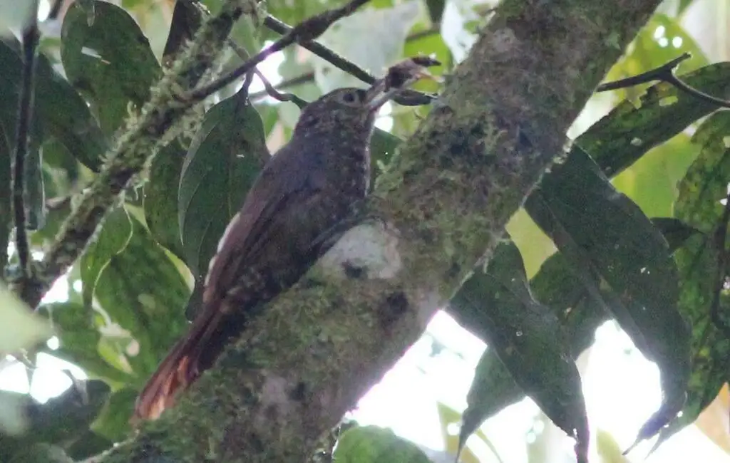 绿背䴕雀(Xiphorhynchus triangularis)