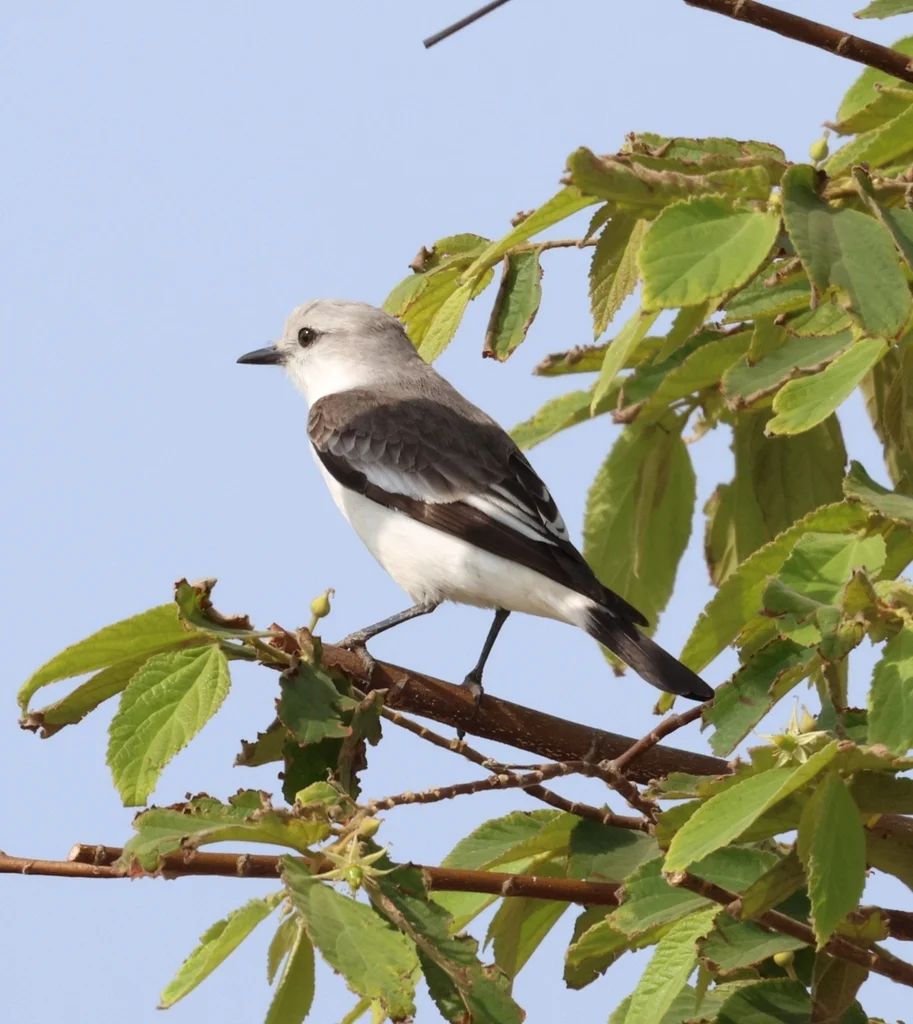 白腰蒙霸鹟(Xolmis velatus)
