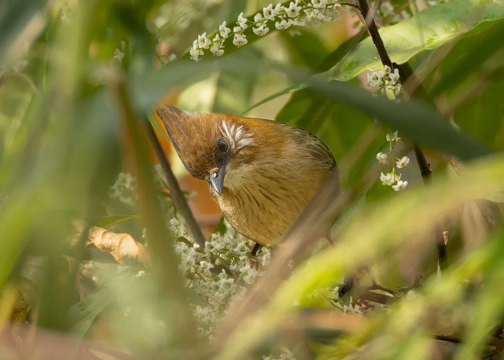 白项凤鹛(Yuhina bakeri)