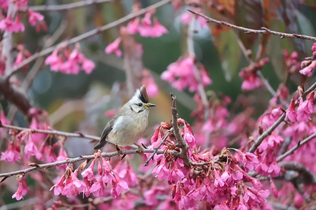 褐头凤鹛(Yuhina brunneiceps)