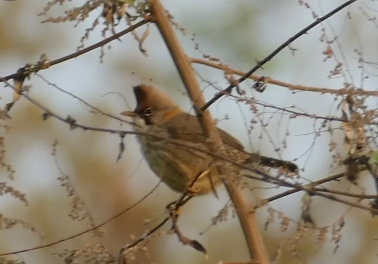黄颈凤鹛(Yuhina flavicollis)