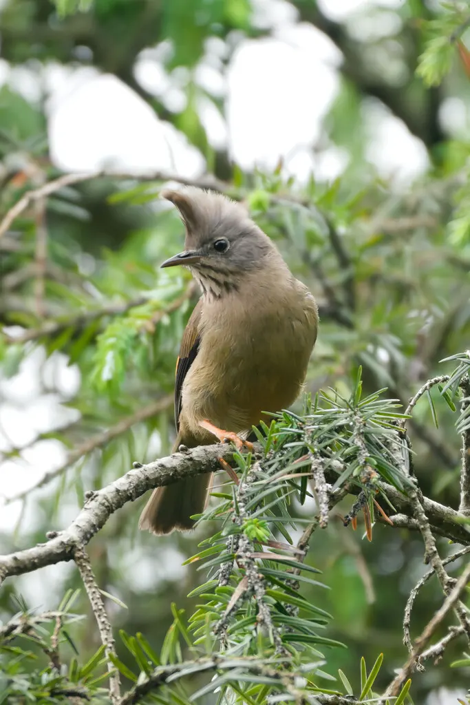 纹喉凤鹛（Yuhina gularis）