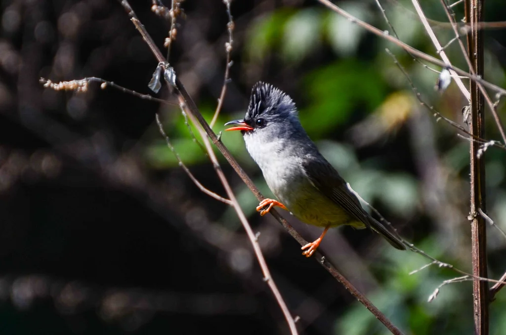 黑颏凤鹛(Yuhina nigrimenta)