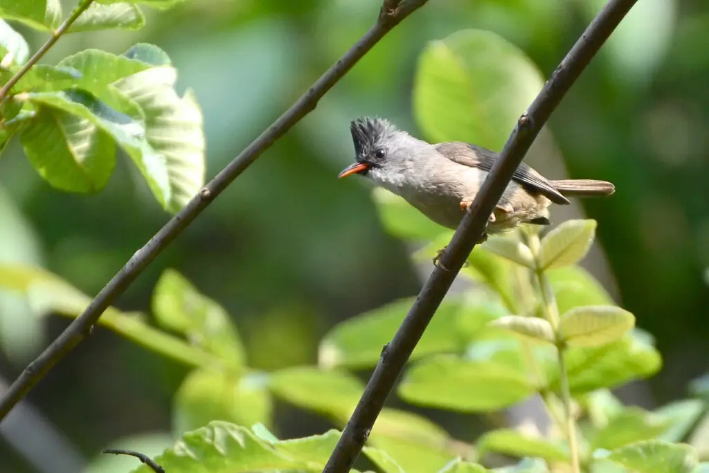 黑颏凤鹛(Yuhina nigrimenta)