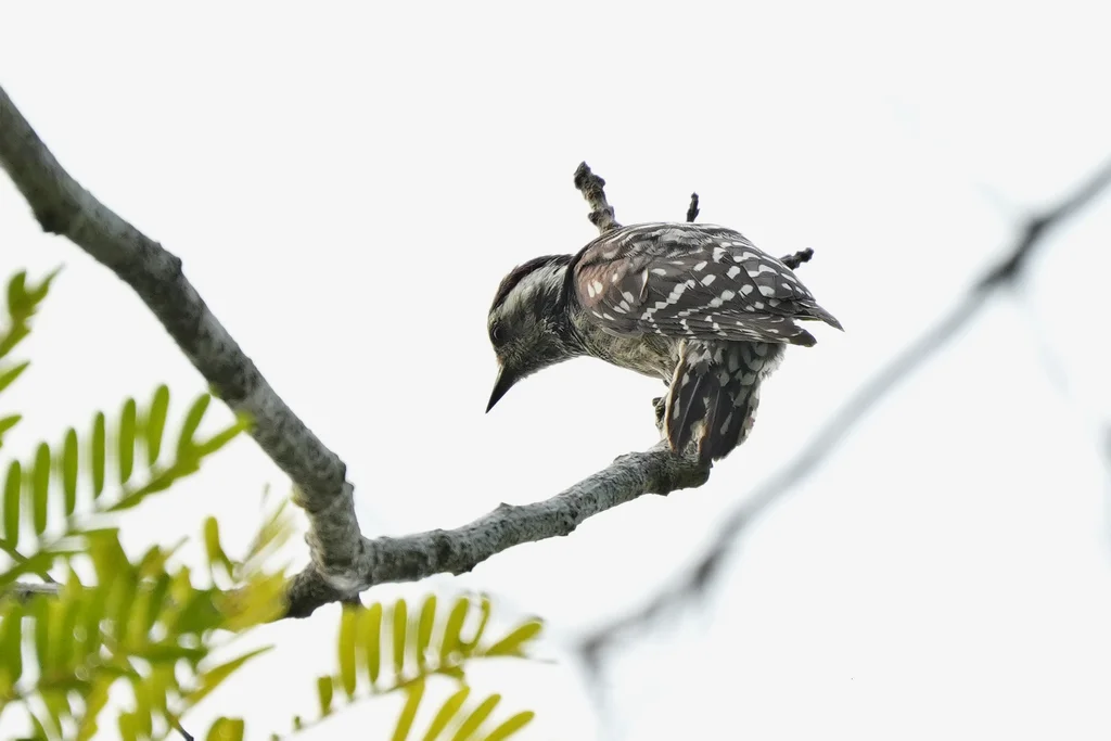星头啄木鸟(Yungipicus canicapillus)