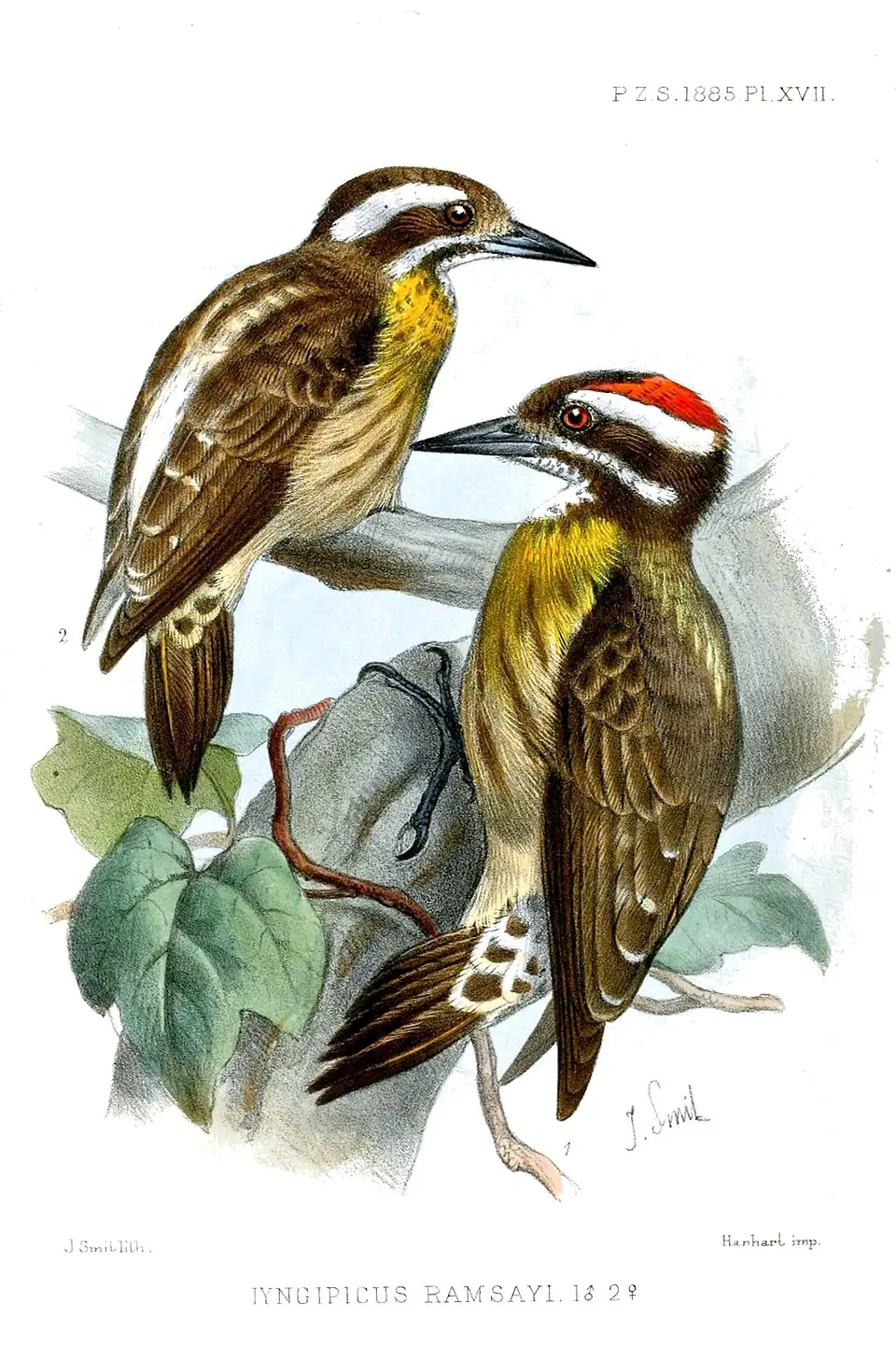 苏禄啄木鸟(Yungipicus ramsayi)