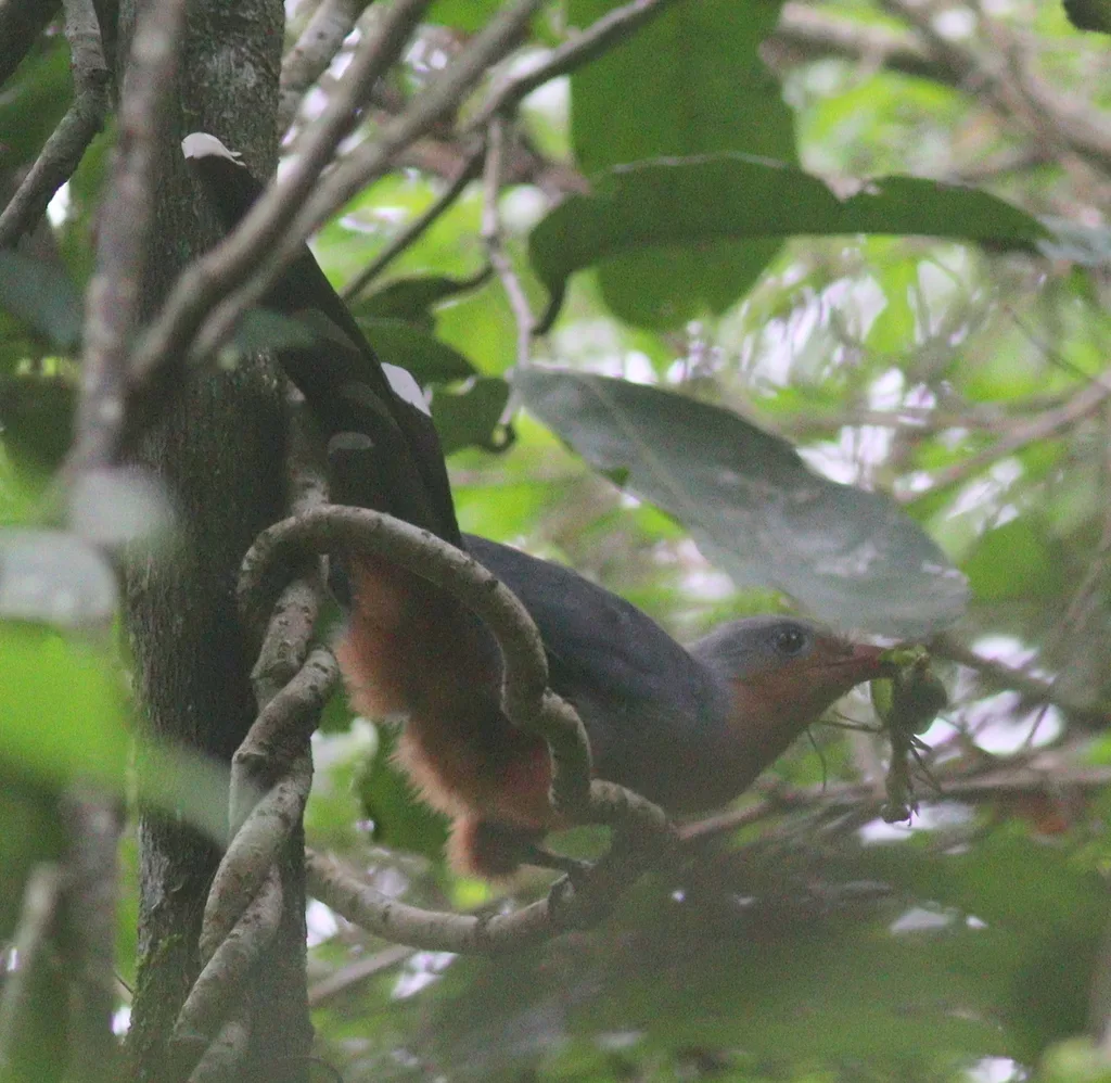红嘴地鹃(Zanclostomus javanicus)
