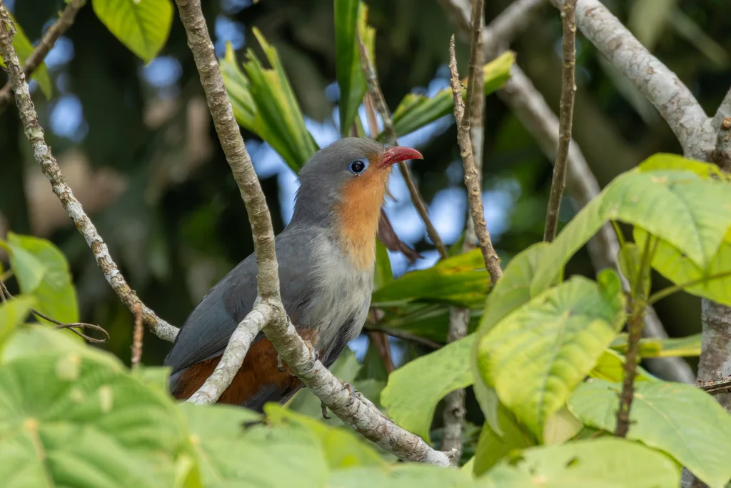红嘴地鹃(Zanclostomus javanicus)