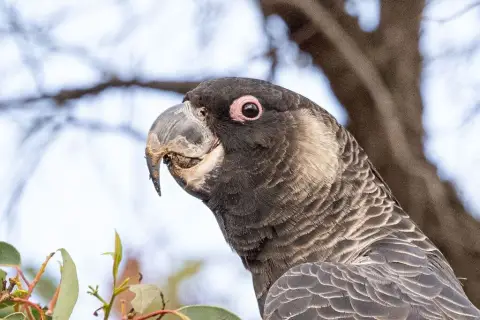 长嘴黑凤头鹦鹉