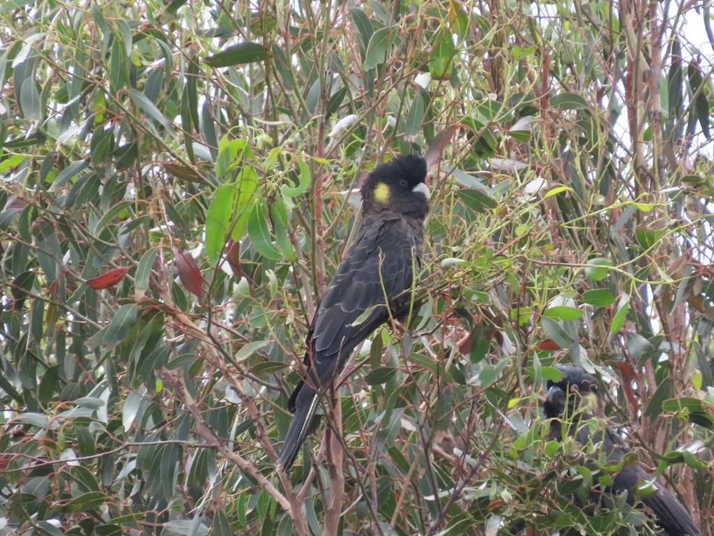 黑凤头鹦鹉(Zanda funerea)
