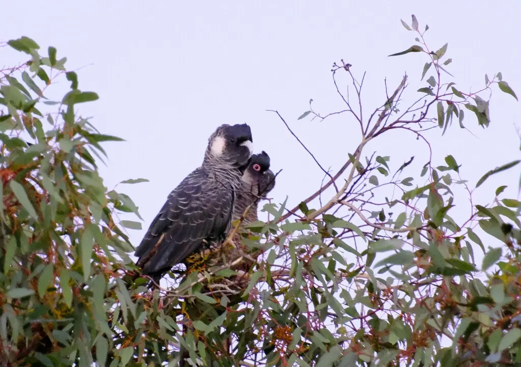 短嘴黑凤头鹦鹉(Zanda latirostris)