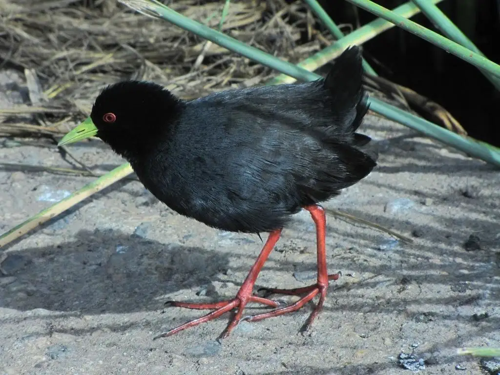 黑苦恶鸟(Zapornia flavirostra)