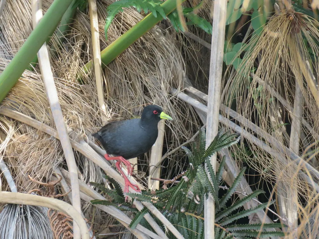 黑苦恶鸟(Zapornia flavirostra)