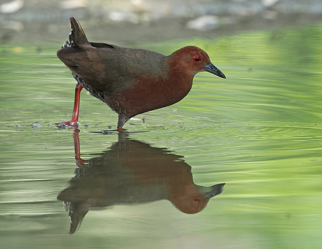 红胸田鸡(Zapornia fusca)