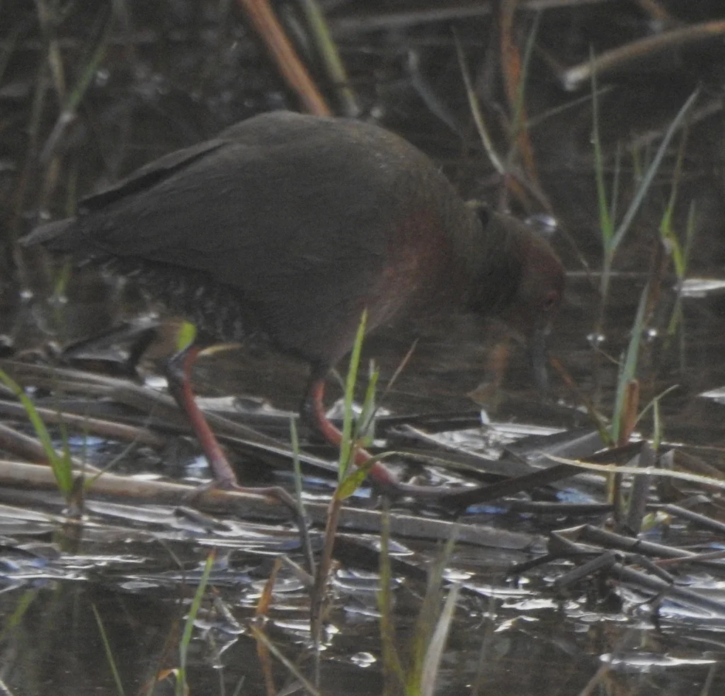红胸田鸡(Zapornia fusca)