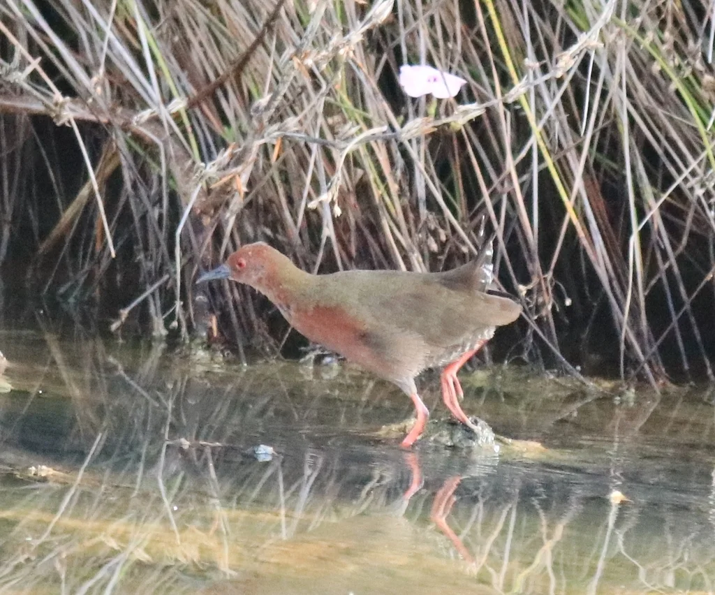 红胸田鸡(Zapornia fusca)