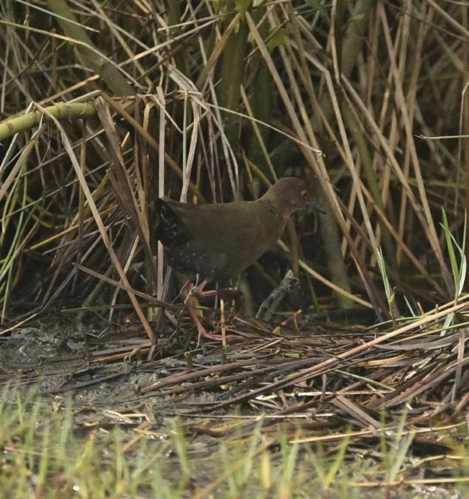 红胸田鸡(Zapornia fusca)
