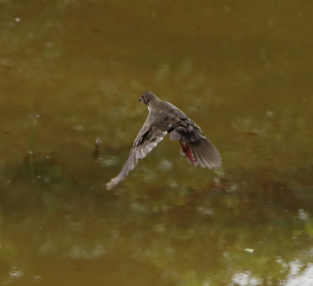 红胸田鸡(Zapornia fusca)