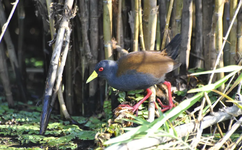 马岛苦恶鸟(Zapornia olivieri)