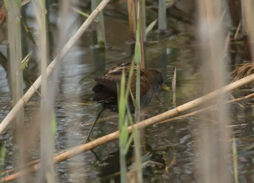 姬田鸡(Zapornia parva)