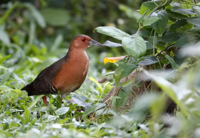 斑胁田鸡(Zapornia paykullii)