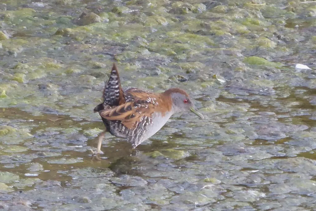 小田鸡(Zapornia pusilla)
