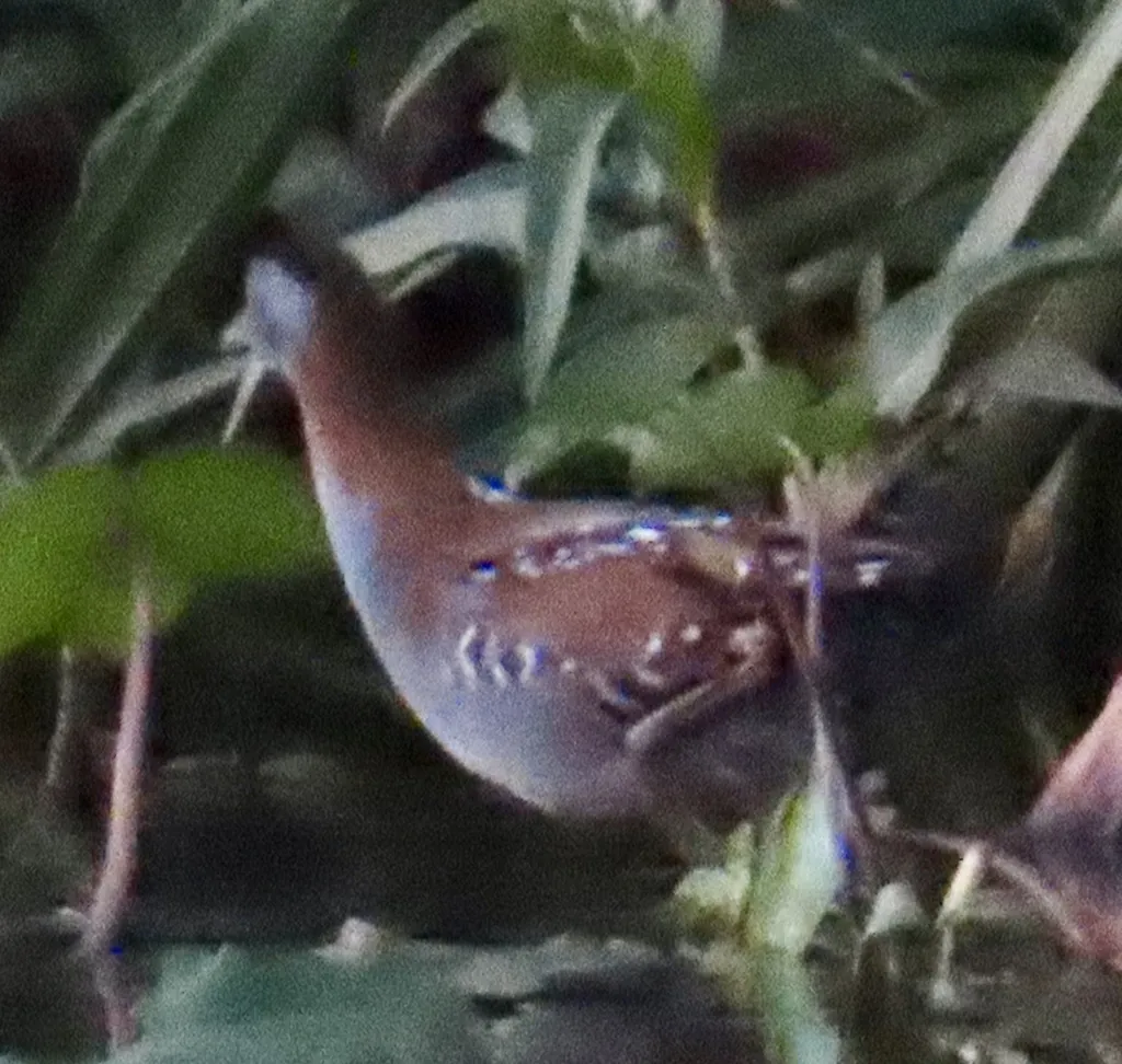 小田鸡(Zapornia pusilla)