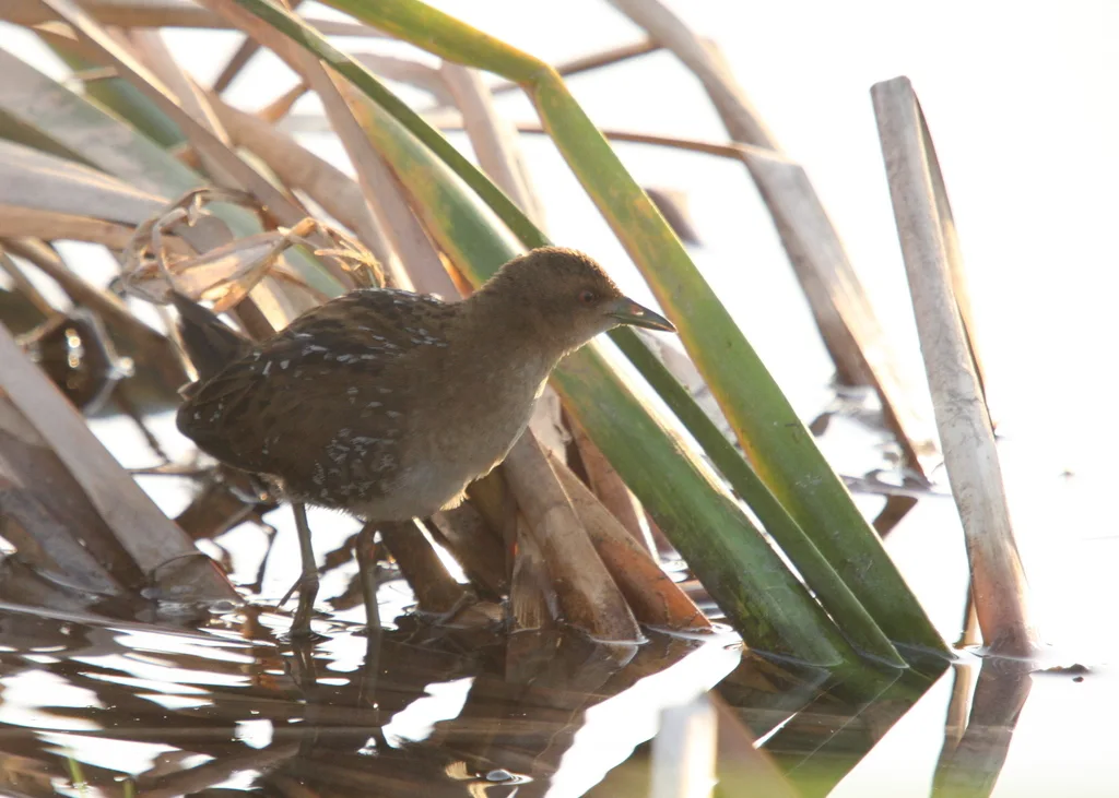小田鸡(Zapornia pusilla)