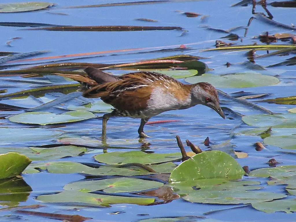 小田鸡(Zapornia pusilla)