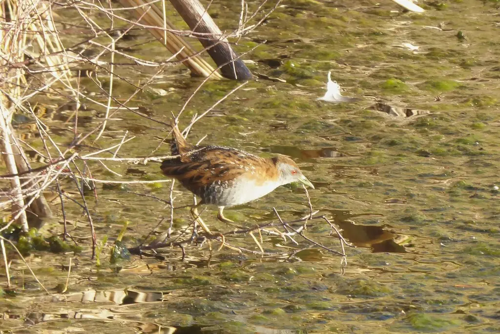 小田鸡(Zapornia pusilla)