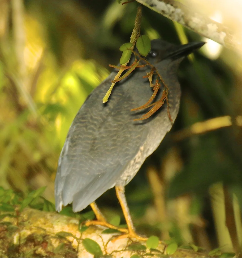 波斑鹭(Zebrilus undulatus)