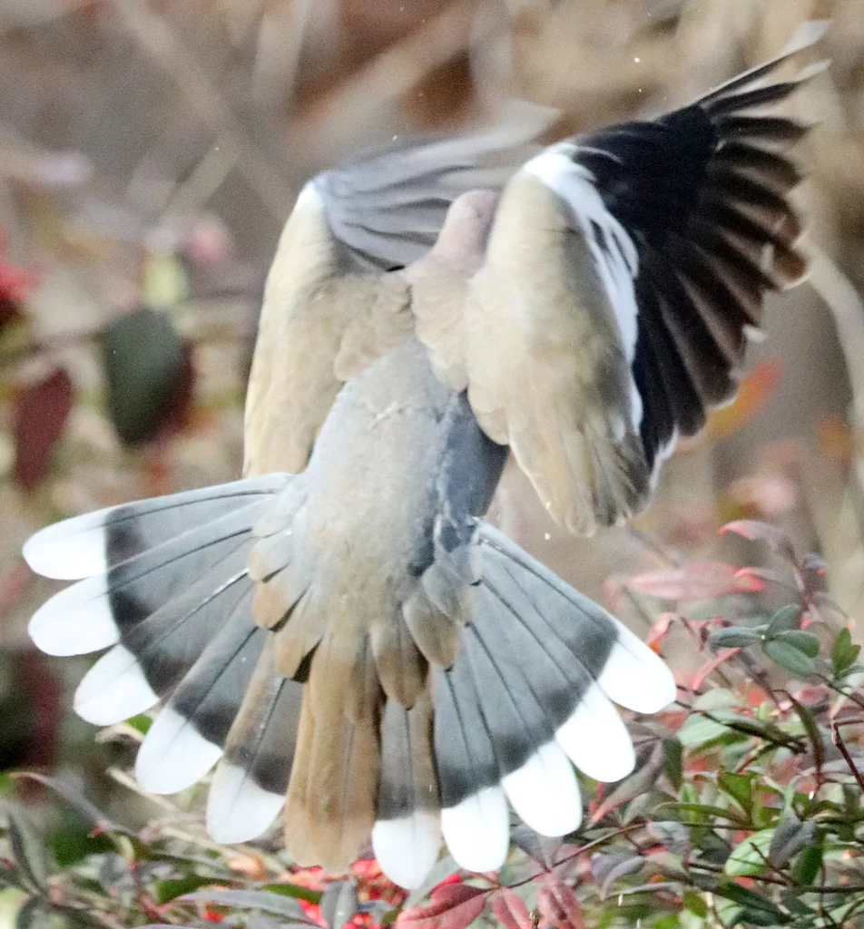 白翅哀鸽(Zenaida asiatica)