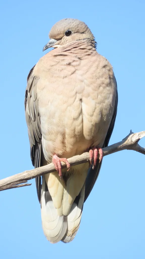 斑颊哀鸽(Zenaida auriculata)
