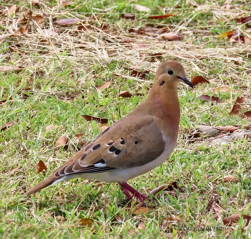 鸣哀鸽(Zenaida aurita)