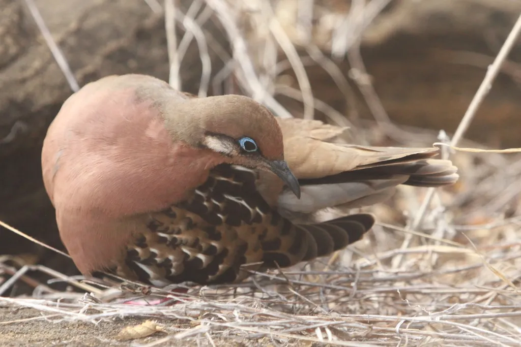 加岛哀鸽(Zenaida galapagoensis)